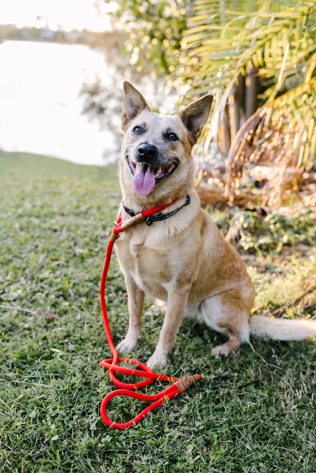Rope Slip Lead - Velvet Red - The Original Charlie - Image 9