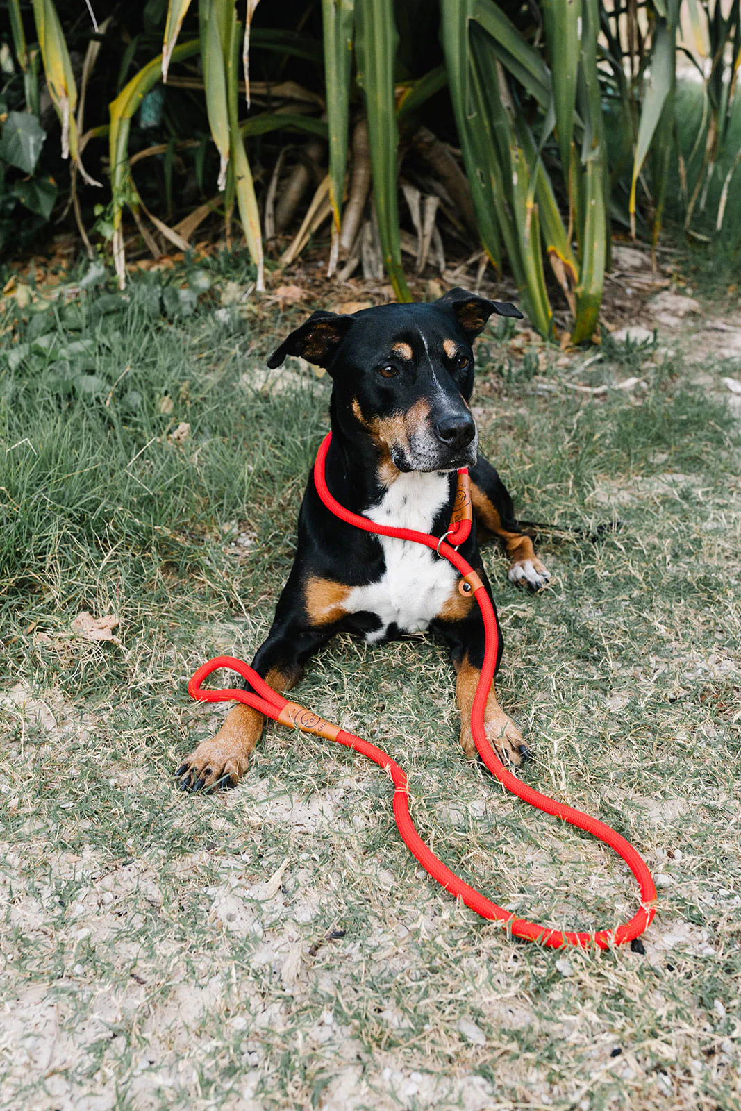 Rope Slip Lead - Velvet Red - The Original Charlie - Image 11